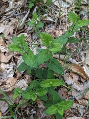 Teucrium scorodonia