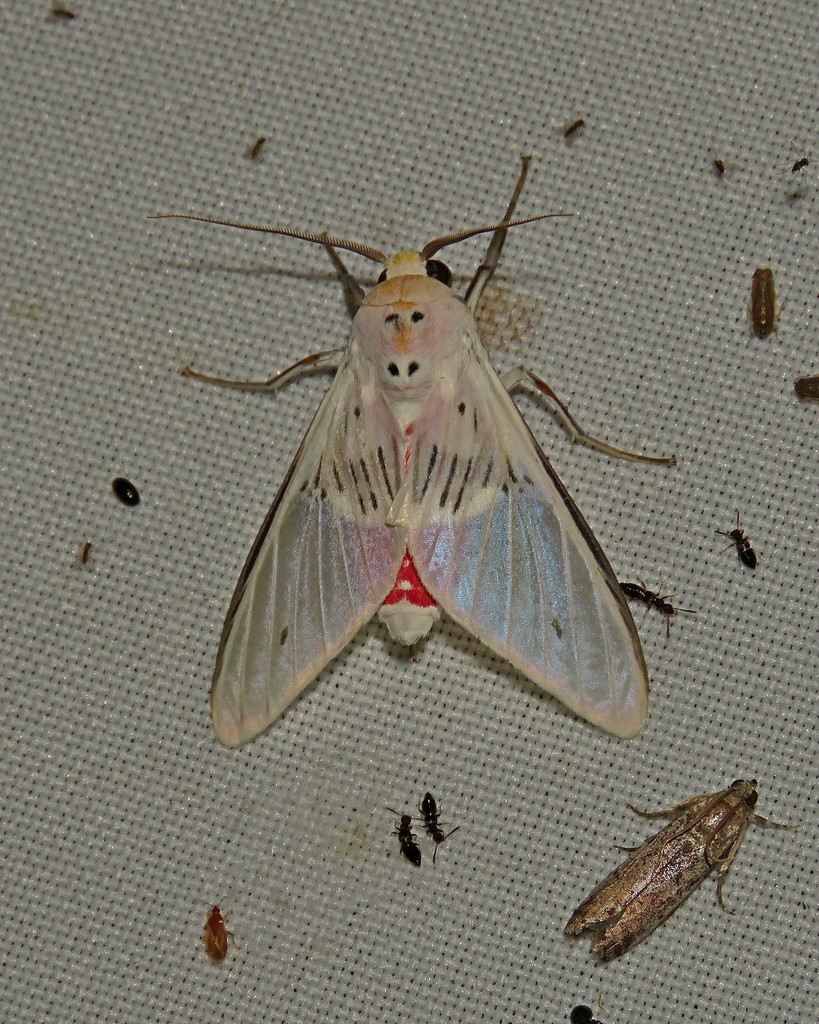 Idalus aleteria