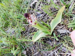 Neotinea ustulata ustulata