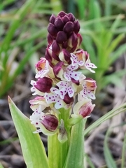 Neotinea ustulata ustulata