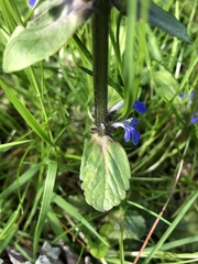 Ajuga reptans