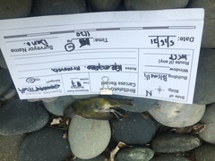 Leiothlypis peregrina