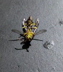 Parapolybia