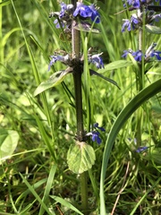 Ajuga reptans
