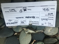 Leiothlypis peregrina