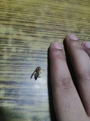 Parapolybia