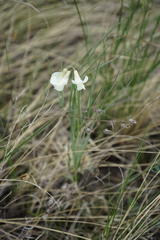 Lathyrus pannonicus