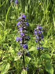 Ajuga reptans