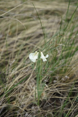 Lathyrus pannonicus