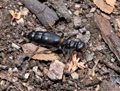 Elaphroptera scoliaeformis