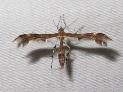 Dejongia lobidactylus