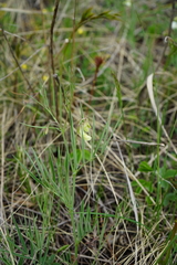 Lathyrus pannonicus
