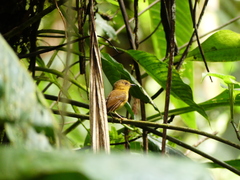 Pseudotriccus pelzelni