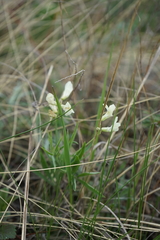 Lathyrus pannonicus