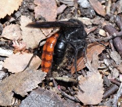 Elaphroptera scoliaeformis