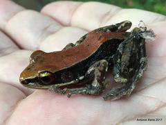 Hydrophylax bahuvistara