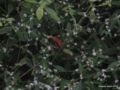 Hydrophylax bahuvistara