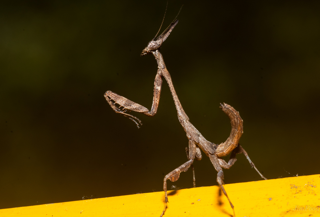 Phyllothelys