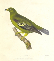 Sao Tome Green-Pigeon photo 3