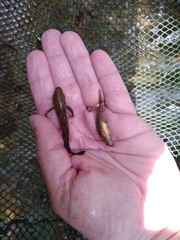 Proterorhinus semilunaris