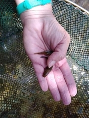 Proterorhinus semilunaris