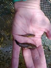 Proterorhinus semilunaris