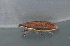 Lixus ochraceus