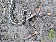 Thamnophis sirtalis annectens