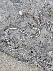 Thamnophis sirtalis annectens
