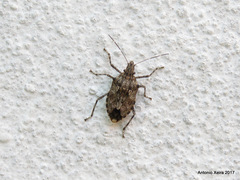 Eupaleopada concinna