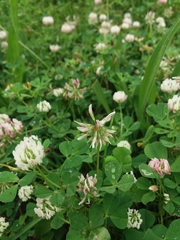 Trifolium nigrescens