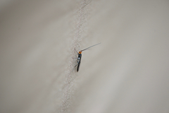 Callibracon capitator