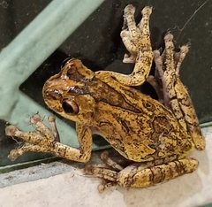 Dendropsophus seniculus