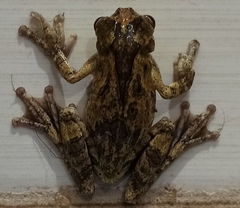 Dendropsophus seniculus