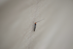 Callibracon capitator