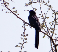 Rhinopomastus cyanomelas cyanomelas