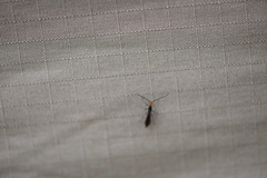 Callibracon capitator