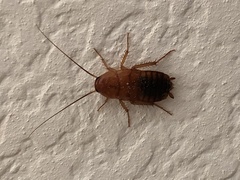 Shelfordella lateralis