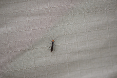 Callibracon capitator