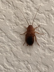 Shelfordella lateralis