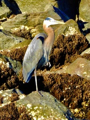 Ardea herodias