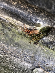 Dysdera