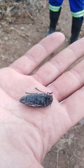 Sternocera orissa variabilis