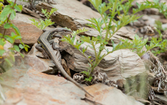 Takydromus hsuehshanensis