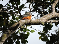 Hapaloptila castanea