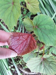 Begonia grandis