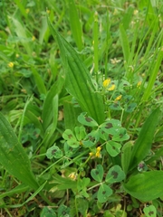 Medicago arabica