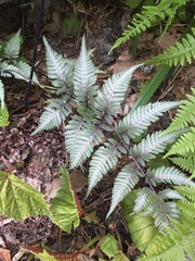 Athyrium niponicum
