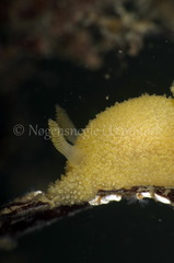 Acanthodoris pilosa