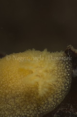 Acanthodoris pilosa